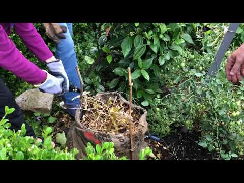 Potato tower harvest reveal