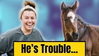 This Is Moose The Horse... He's More Than Expected!