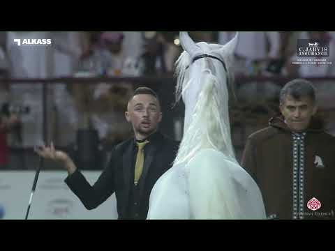 N.161 ASEEL AL JASSASIYA. - Katara Int. Arabian Peninsula Horse Show 2023 - Stallions 7+ Years O...