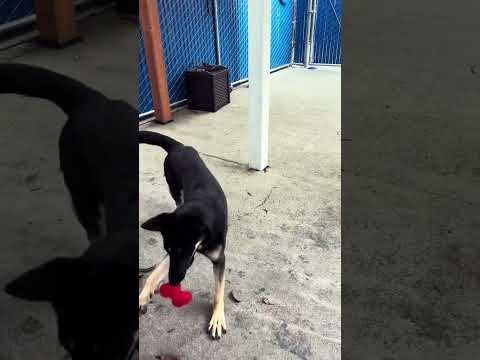 PAULA, an adoptable German Shepherd Dog Mix in Alameda, CA_image-1