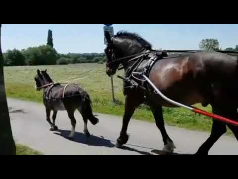 Tandem mit David und Goliath