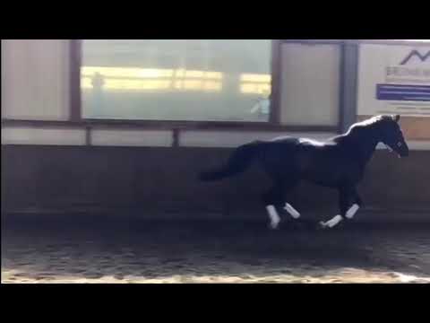 3jähr. Stute v.Desperados