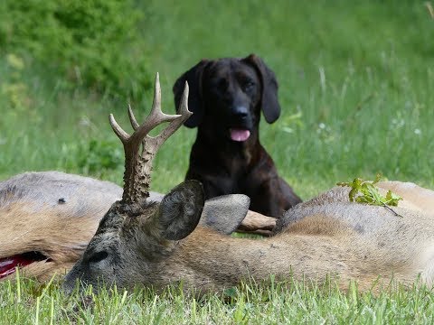 Bockjagd im ehemaligen Ostpreußen! Roebuck hunt in former East Prussia!