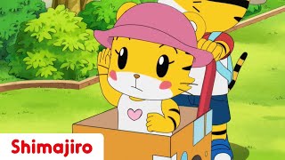 All Aboard The Hannah Bus! - | Family | Brother & Sister  | Shimajiro Animation