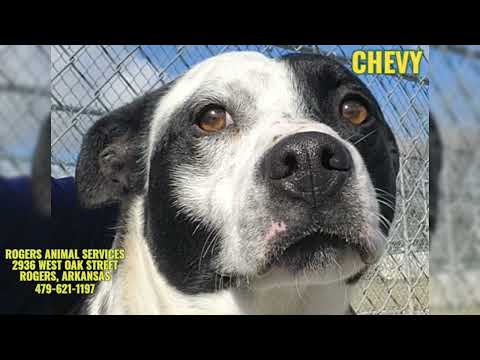 CHEVY, an adoptable Australian Cattle Dog / Blue Heeler Mix in Rogers, AR_image-1