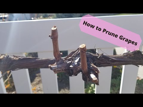 How to Prune Grapes Using the 4 Arm Kniffin System