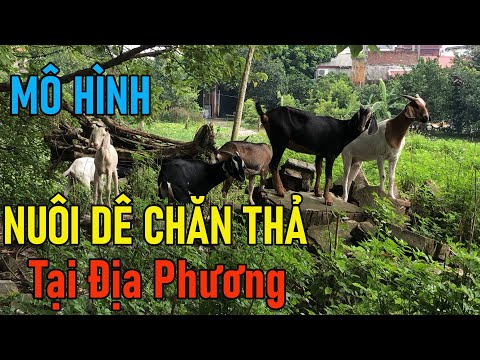 Hình Nuôi Dê Chăn Thả Tại Địa Phương |