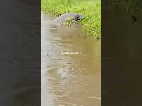 Peixe Boi se alimentando quase todo fora d'água #fishing #pescaria