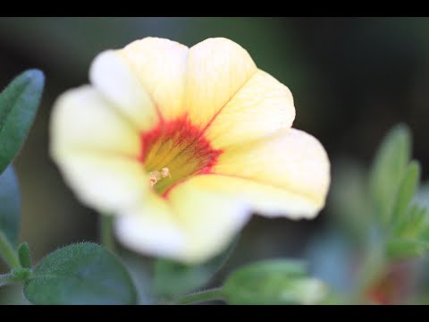 大埔海濱公園 - 生態攝影 (圖輯)