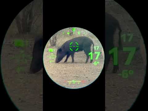 Garmin Xero X1i crossbow scope in action #hunting #hoghunting