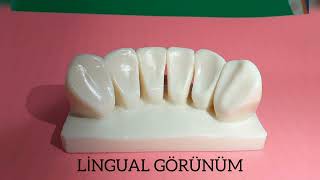 Mandibular Anterior Ark // alt santral, lateral, kanin
