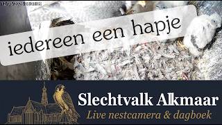 Voeren, iedereen krijgt een hapje