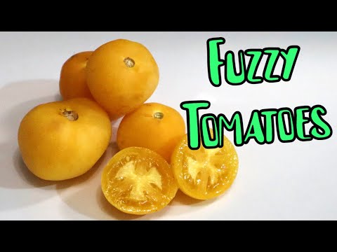 PEACH TOMATO - Trying an Uncommon Tomato with Peach Fuzz! - Weird Fruit Explorer