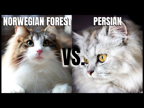 Norwegian Forest Cat VS. Persian Cat