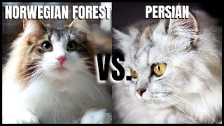 Norwegian Forest Cat VS. Persian Cat