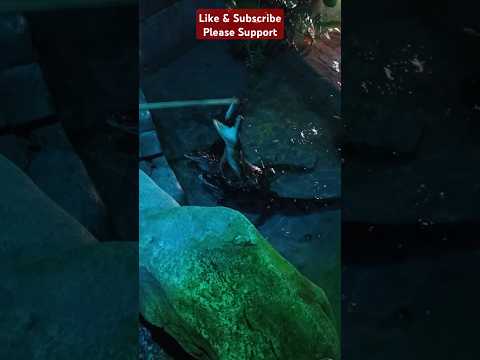 Crocodiles i like to play with them.. #viralvideo #animals