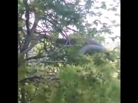 Burrel, gjarpëri 7 metra tmerron banorët: E kan sjellë turistët