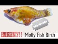 Emergency Molly Fish Birth |  Molly Giving Birth