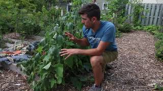 3 Reasons Your Cucumber Plants Suddenly Wilt