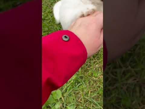 Bellan ja Fantan pennut 7 viikkoisia