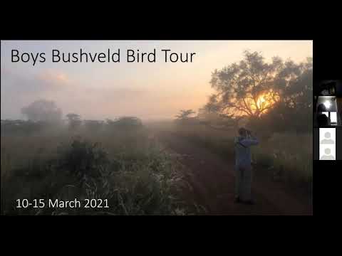 A late summer bushveld birding bash. CBC Meeting 8 April 2021. Mike Buckham on his Limpopo adventure