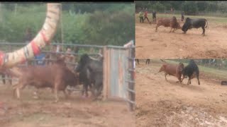 Nyuj sib nraus zoo saib heev