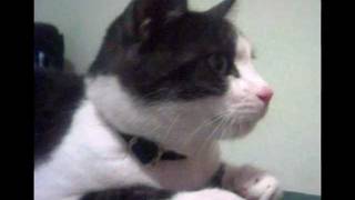 LA GATTA - Gino Paoli.wmv