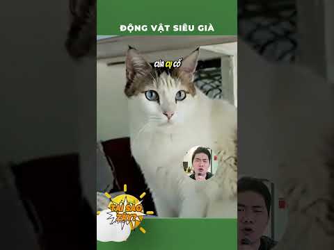 Khi động vật siêu già