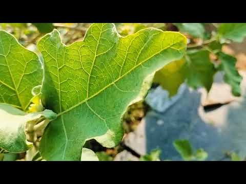 new flower Full HD video