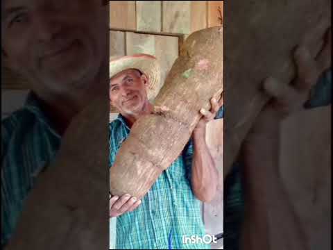 Cumple años de santa Rosa sur de   Bolívar Autor el.gato junior.