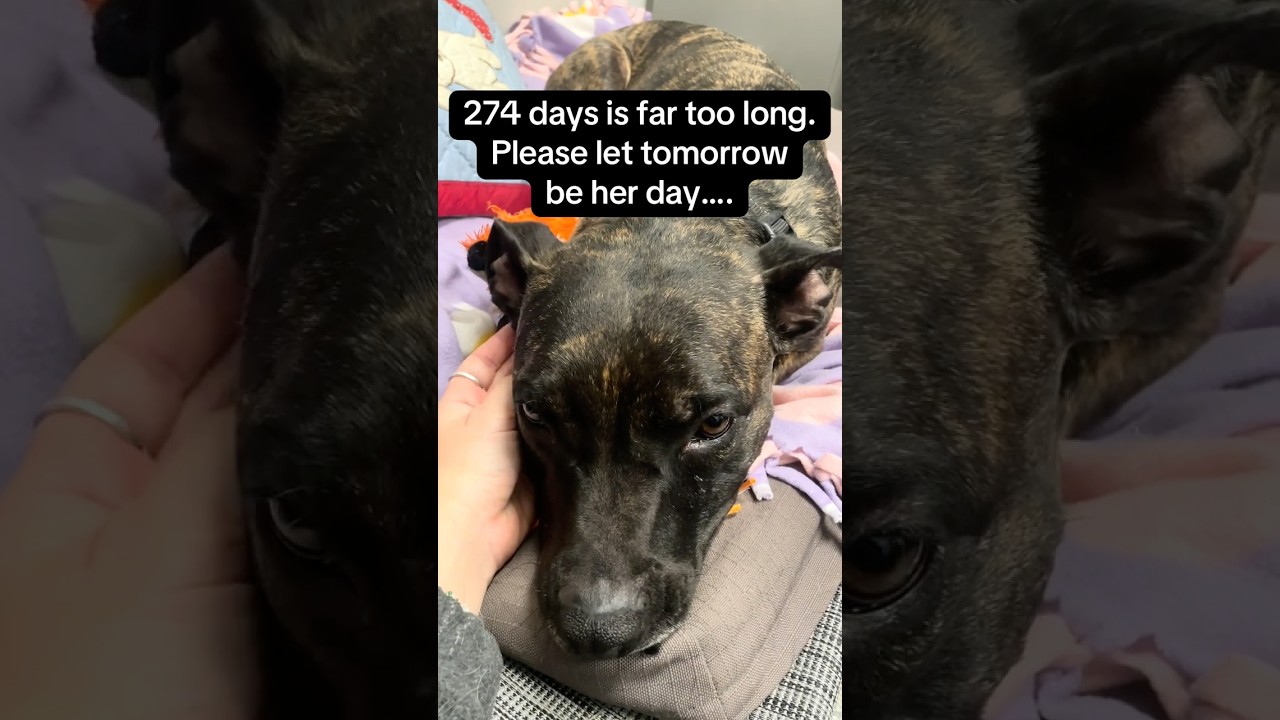 Enlarge Tigereye, an adoptable mixed breed in Huntley, IL video 6/6