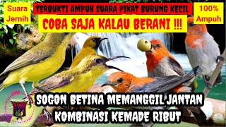 Download lagu SUARA PIKAT BURUNG SOGON AMPUH‼️ SOGON BETINA MEMANGGIL JANTAN KOMBINASI KEMADE RIBUT mp3 Download lagu SUARA PIKAT BURUNG SOGON AMPUH‼️ SOGON BETINA MEMANGGIL JANTAN KOMBINASI KEMADE RIBUT mp3