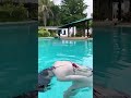 Giorgia Andriani HOT Swimming Shorts Hungama Shorts