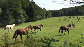 The horses at Road&#39;s End Farm