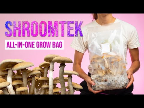Grow Mushrooms Right in the Bag! | ShroomTek All-In-One Mushroom Grow Bag by North Spore