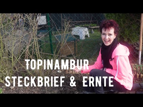 Jerusalem artichoke Fact Sheet & Harvest