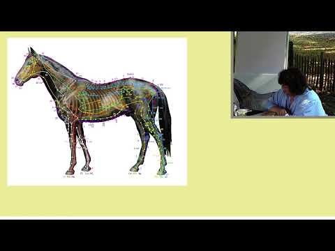 Kurs 2 BEGRIFFE IN DER TCVM Vorschau