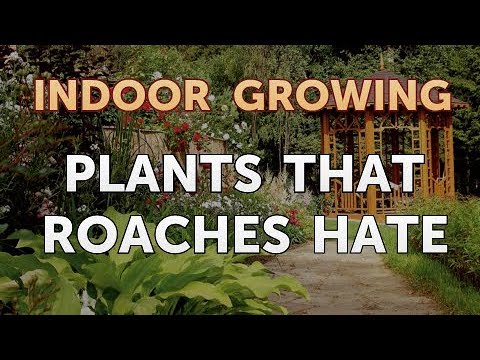 Plants That Roaches Hate