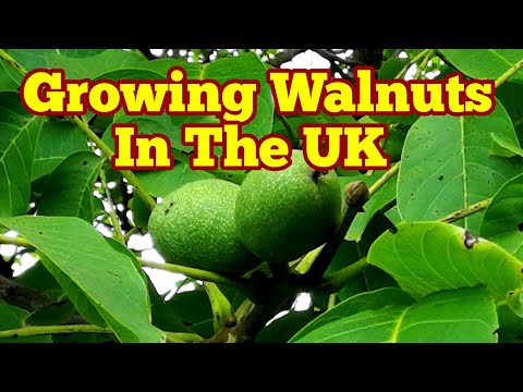 download lagu mp3 mp4 How To Grow Walnuts Uk, download lagu How To Grow Walnuts Uk gratis, unduh video klip How To Grow Walnuts Uk