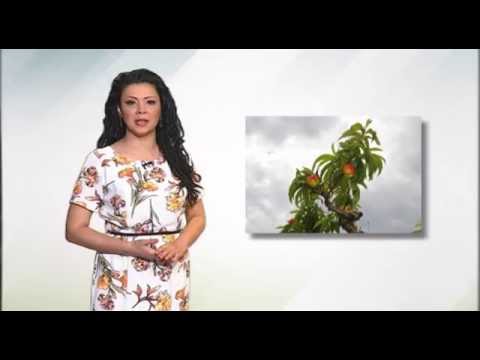 Zelena prognoza, 17.6.2016. - O stanju u zasadima bresaka i nektarina