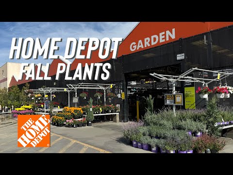 Home Depot Got Their Fall Plants, Some Good Deals?