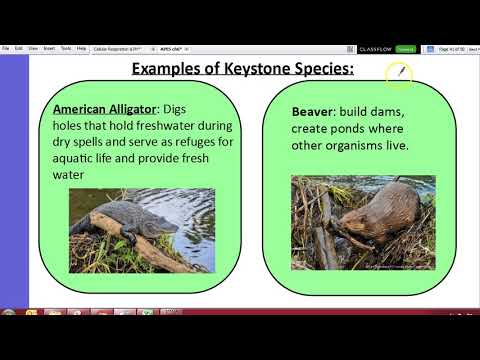 APES 12/11 Keystone Species