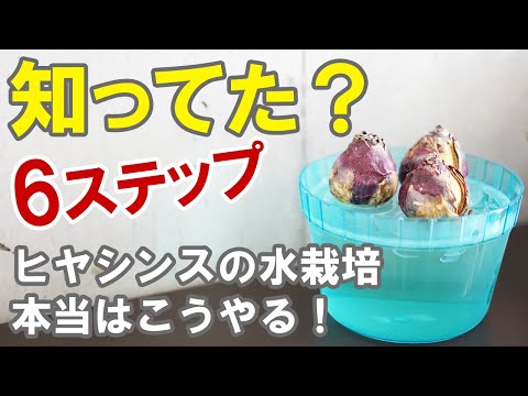 鉢植えのヒヤシンスの手入れ：この崇高な花を室内で植え、水をやり、咲かせる方法は？  庭園