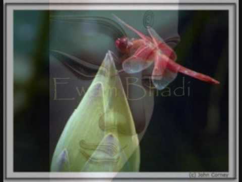 ANAEL ~ Ye Dharma - [(first)]