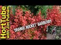 Planting Orange Rocket Barberries🍊🚀 - HortTube with Jim Putnam Planting Orange Rocket Barberries🍊🚀
