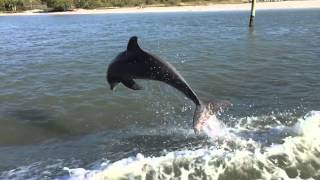 preview picture of video '2015-03-04 - Dolphin in Slow Motion - Ft Myers Beach'