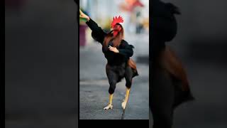 Download lagu joget hewan #lucu #hiburansegar mp3