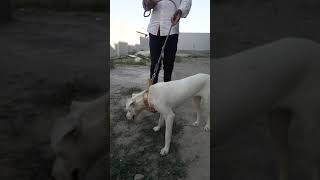 Farm Visit (Victim Of Gastritis) Treatment Done