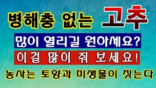 [텃밭농부. 1,117]  고추가 건강하게 많이 열리기 바라세요? 이걸 많이 주세요. #고추재배