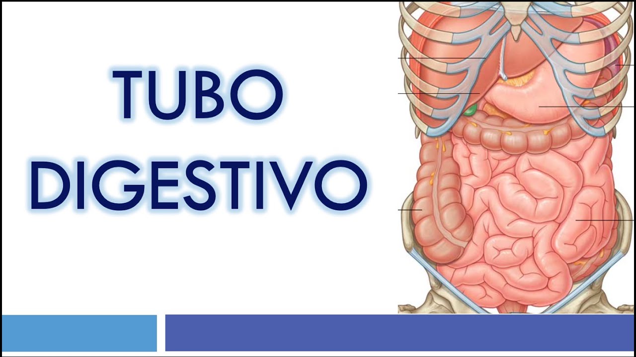 HISTOLOGÍA del TUBO DIGESTIVO